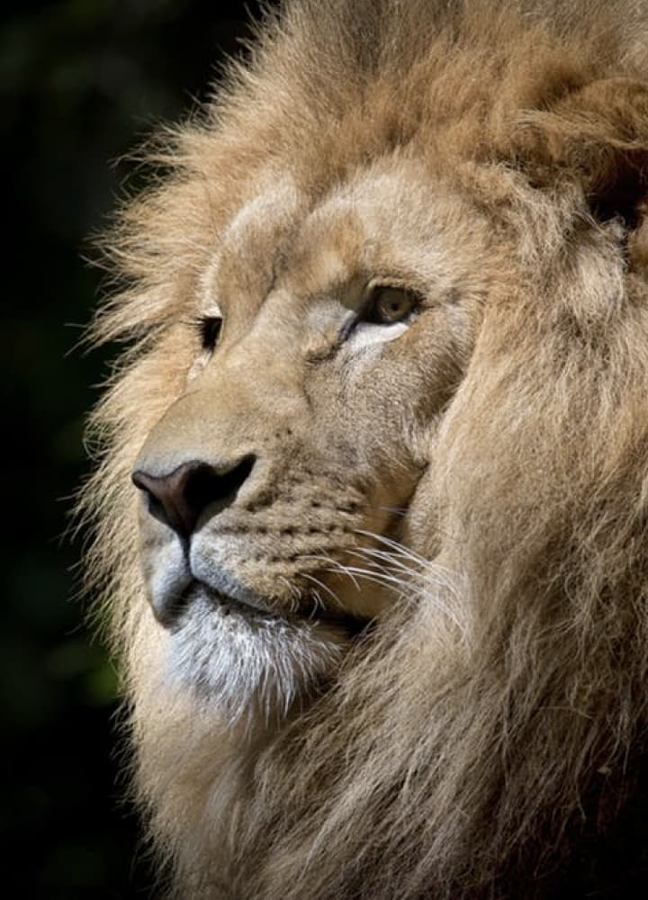 close up of a lion's face