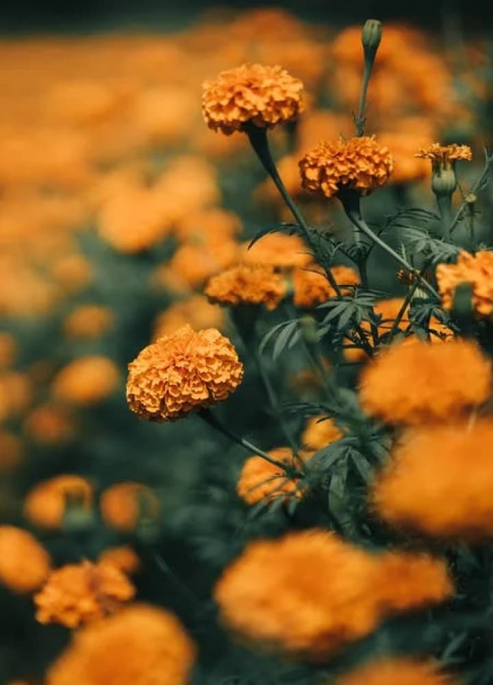 orange flowers