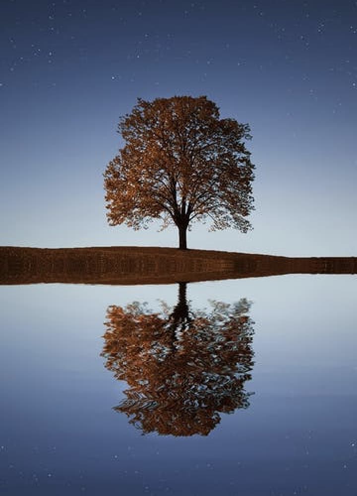 tree next to a lake reflecting the tree and bright night sky